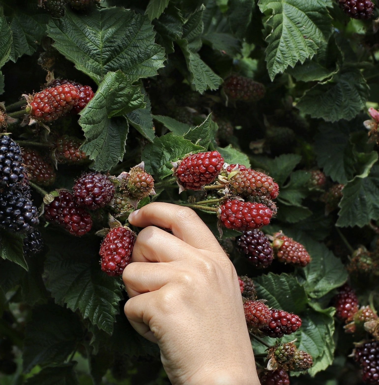 picking berries
